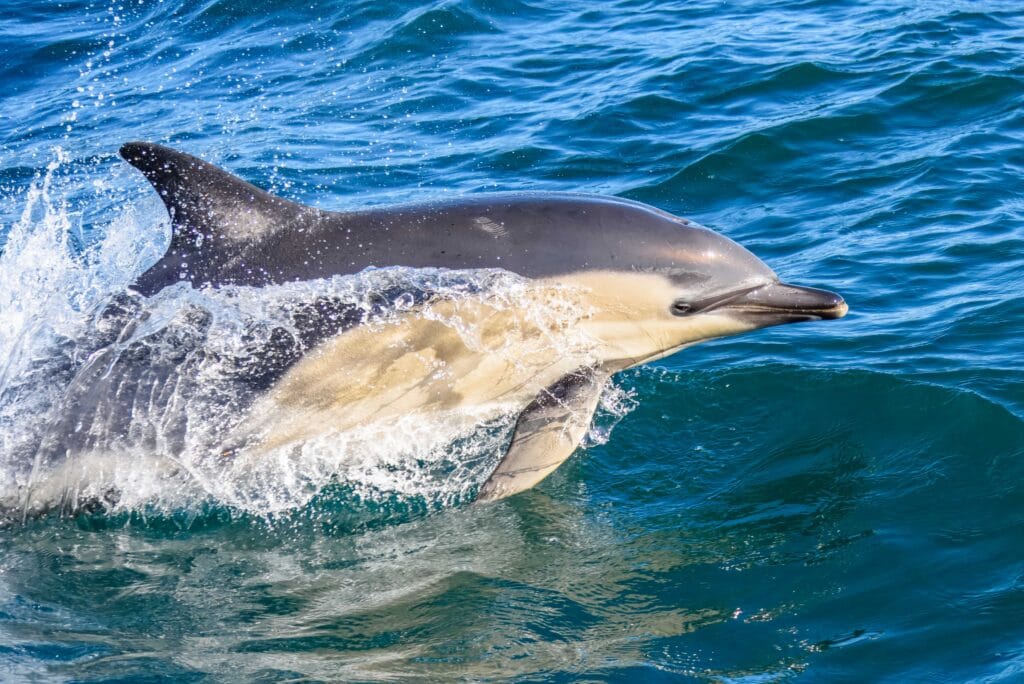 Common Dolphin off the West Cork coast