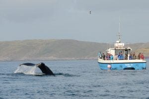 Humpback whale tail-fluking with Holly Jo, Sept. 2015, Simon Duggan.