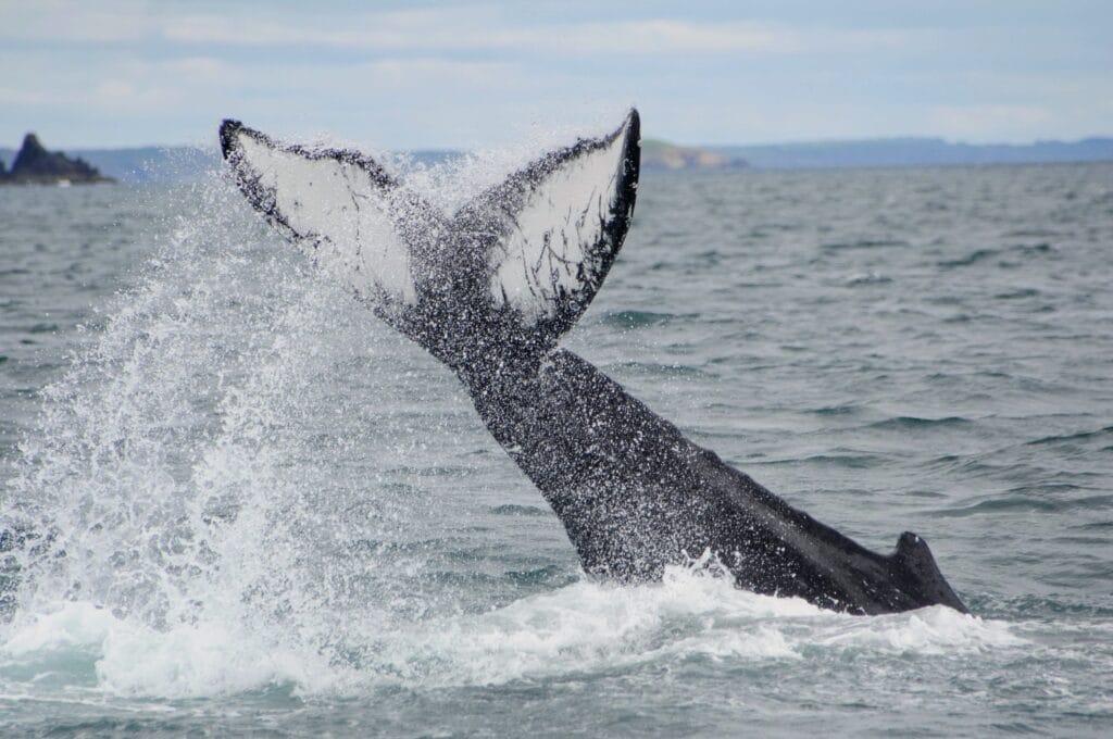 Humpback Whale off the West Cork Coast Humpback whale sightings off West Cork have become less numerous as a percentage of overall humpback sightings according to Irish Whale & Dolphin Group data.