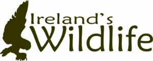 Ireland's Wildlife supports Save Our Sprat