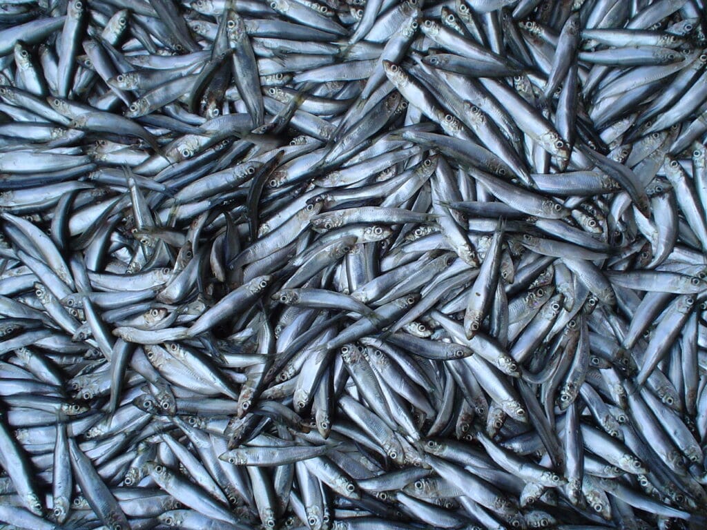 Huge numbers of sprat are caught every year by pair-trawlers off the West Cork coast