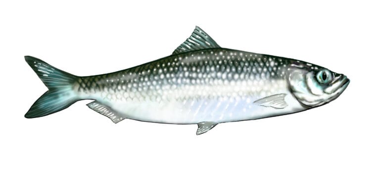 Sprat (Sprattus sprattus) the lynchpin of the marine food web, is being systematically targetted by unsustainable industrial trawling in Ireland.