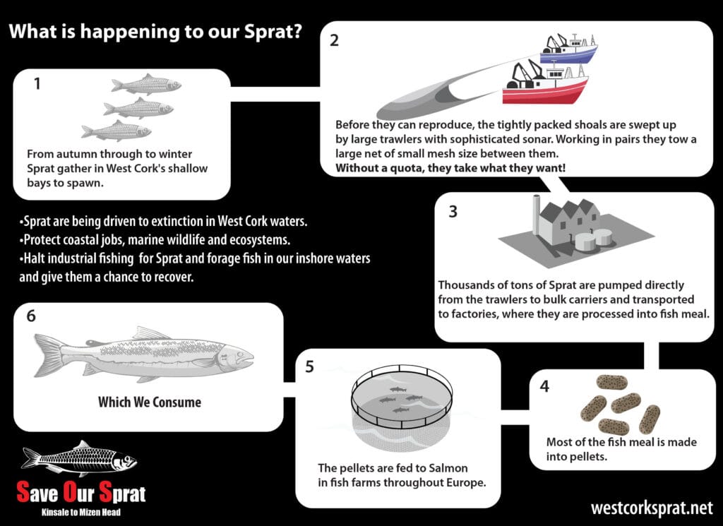 The new Sprat Lifecycle in West Cork -- a journey to extinction.