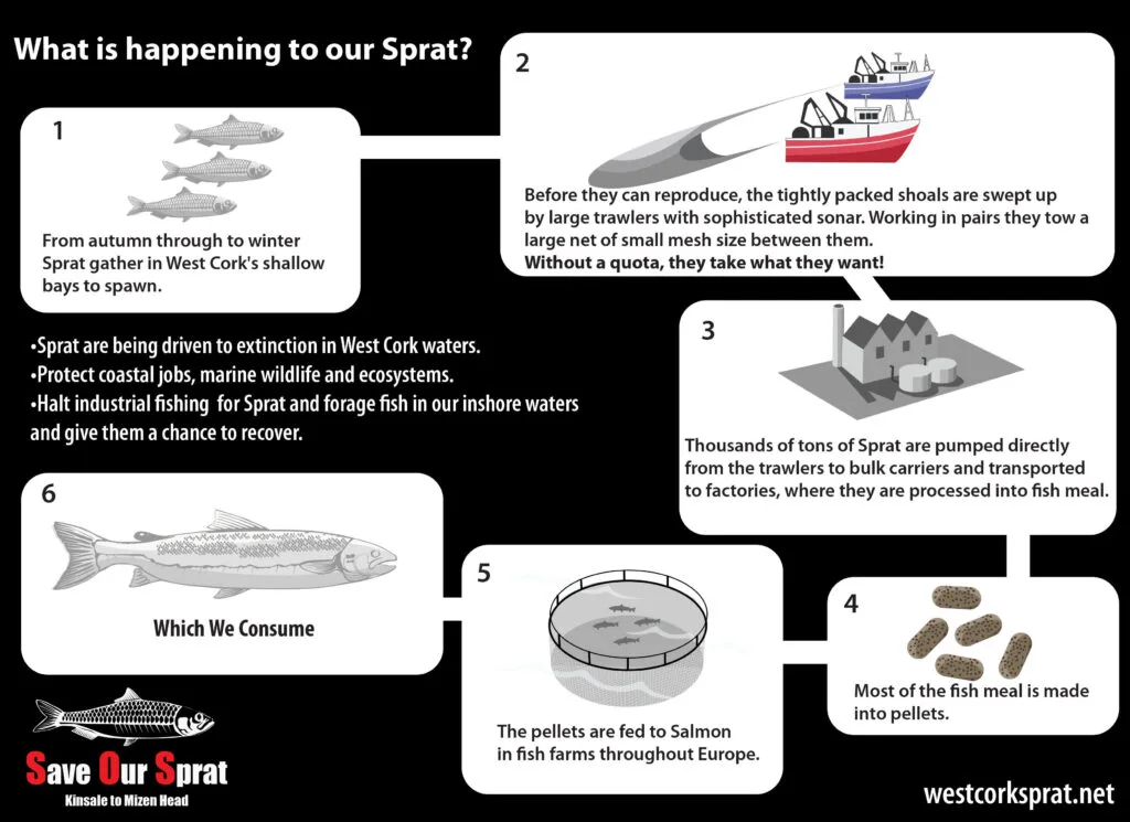 The new Sprat Lifecycle in West Cork -- a journey to extinction.