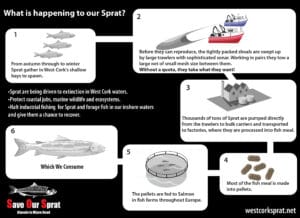 The new Sprat Lifecycle in West Cork -- a journey to extinction.