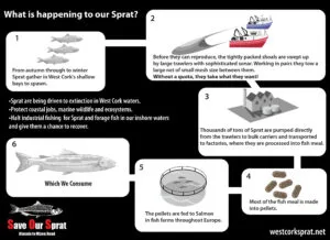 The new Sprat Lifecycle in West Cork -- a journey to extinction.