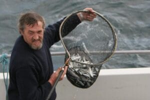 Sprat -- what whales, dolphins and seabirds are feeding on off the West Cork coast.