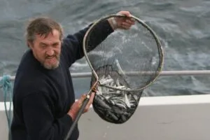 Sprat -- what whales, dolphins and seabirds are feeding on off the West Cork coast.
