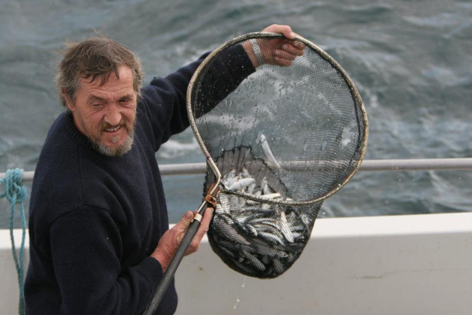Sprat -- what whales, dolphins and seabirds are feeding on off the West Cork coast.
