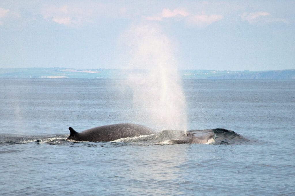 Fin whales surfaceing with the West Cork coast in the background.