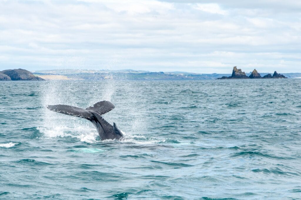 Humpback Whale 01 A Humpback Whale off the West Cork Coast -- an increasingly rare sight thanks to the industrial overfishing of Sprat.