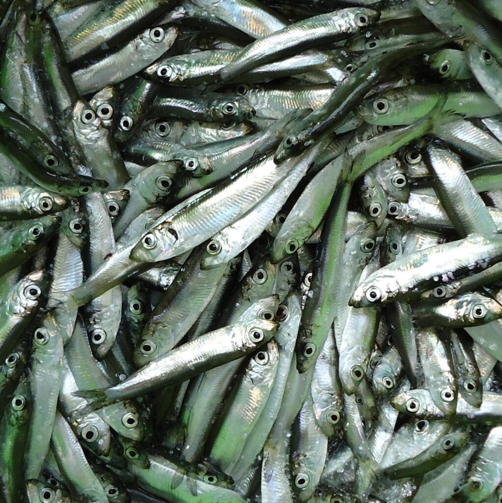 European Sprat (Sprattus sprattus) a keystone forage fish species in Ireland