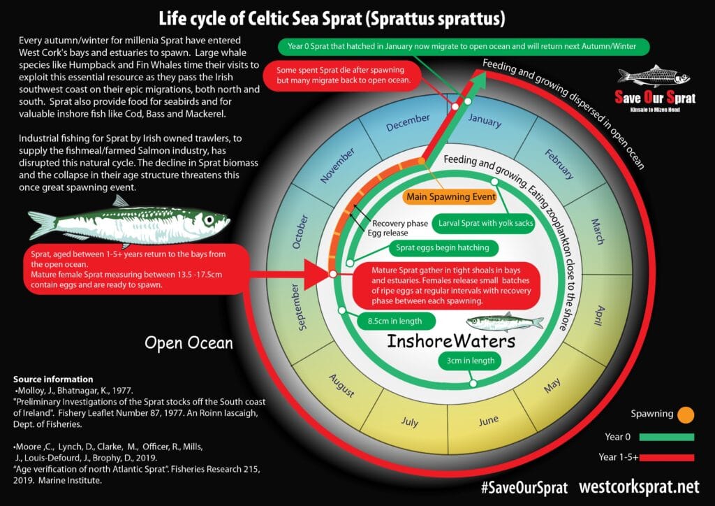 Life Cycle of Sprat in Irish Waters based on the actual science not industry propoganda